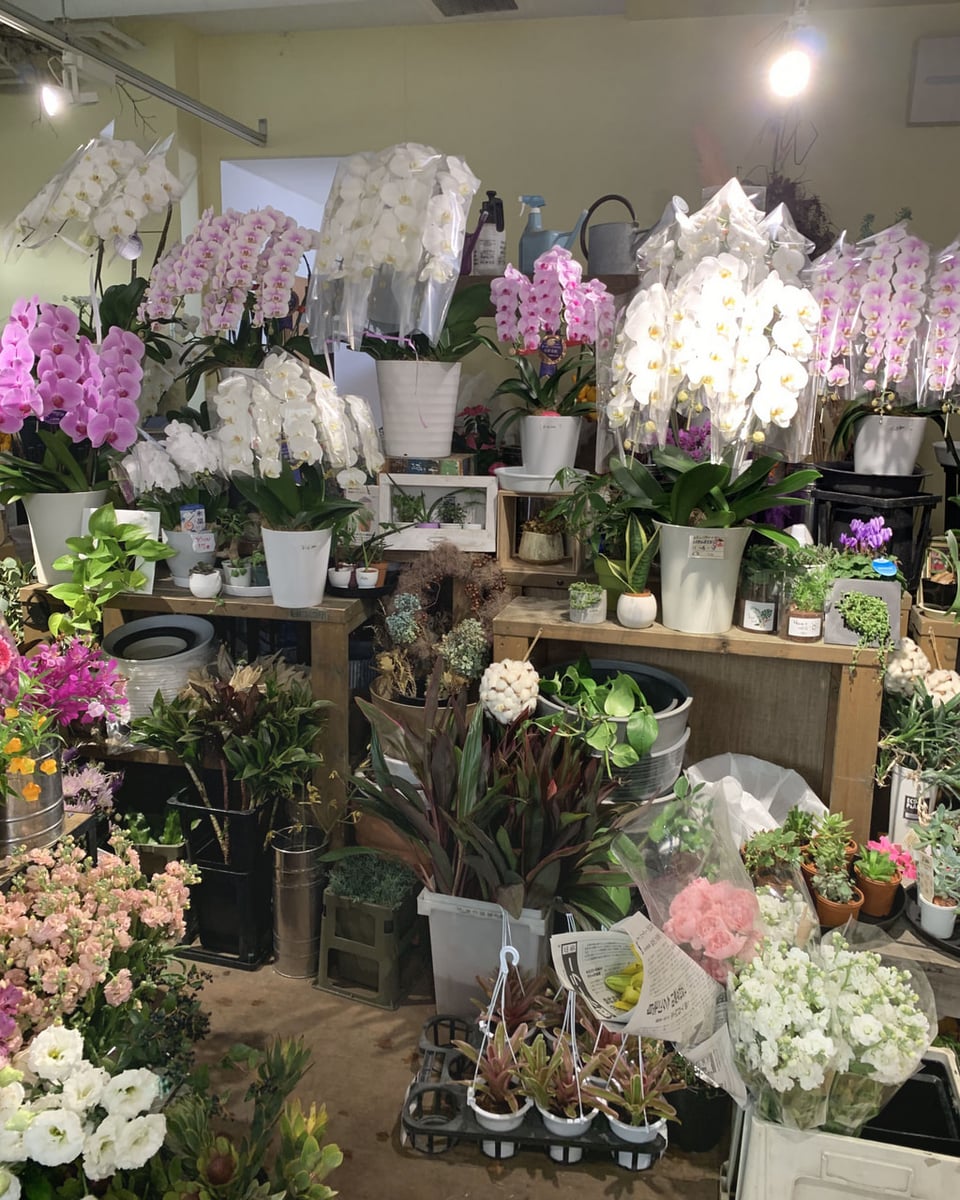 花マルシェ胡蝶蘭