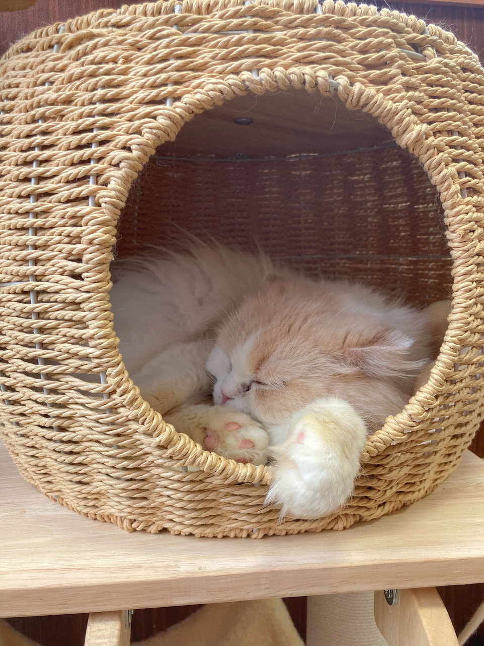 【ANELLA CAFE 江別野幌店】オープン