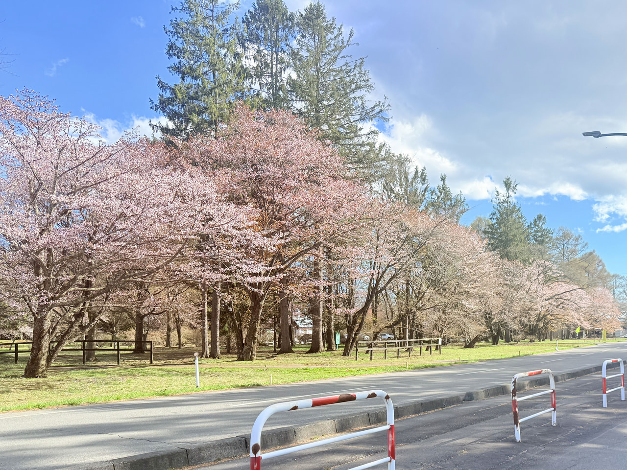 しずない二十間道路の速報とさくら祭りについて