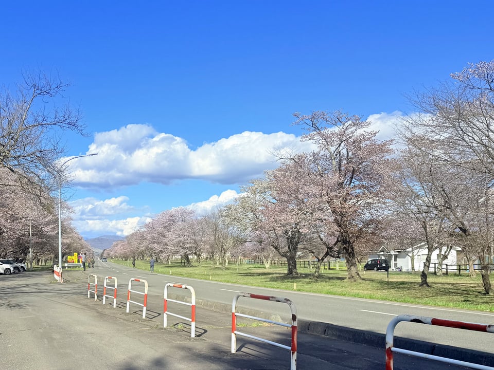 二十間道路桜並木