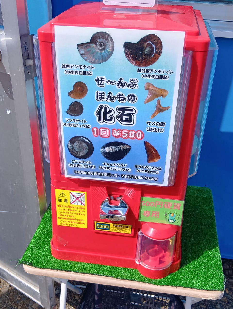 本物の化石が入ったカプセルトイ（1回500円）